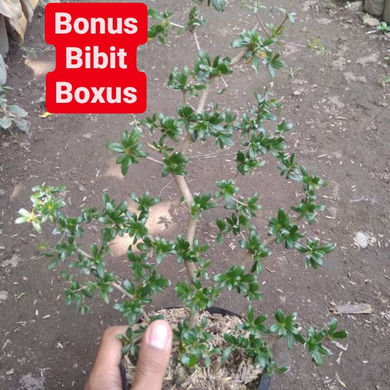 Bahan Bonsai Bucida Spinosa / Black Olive / Pohon Geometri