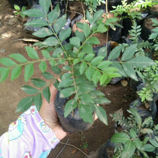 BIBIT SALAM KOJA / KARI bibit kare bibit daun kare bibit kari bibit daun kari tanaman salam koja