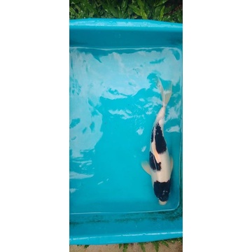 Koi Budho Goromo 38CM Male