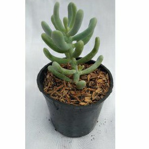 Tanaman sukulen sedum