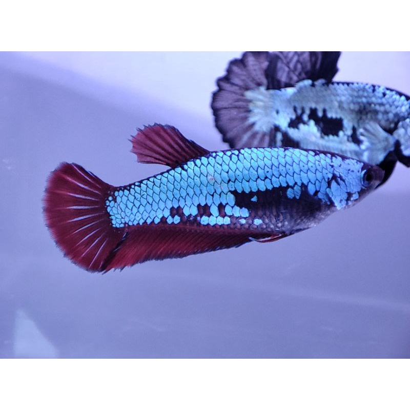 Ikan Cupang Black Mamba Female