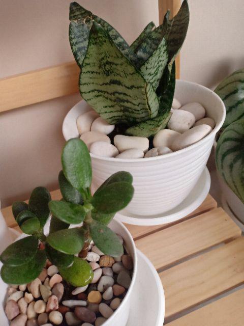 Sansivera Trifasciata / Sansiviera Belang / Sansevieria / Sansivieria