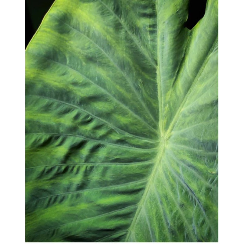 Umbi Colocasia Midori Sour