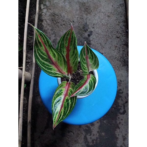 Aglaonema Red sunset