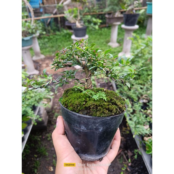 jeruk kingkit Buah hitam