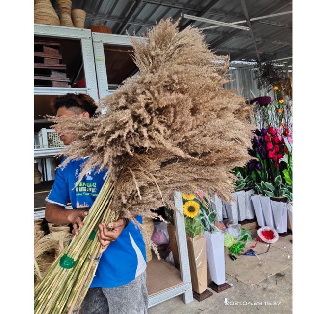 PAMPAS BULU SUPER | LEBAT |ANTI RONTOK |PREMIUM