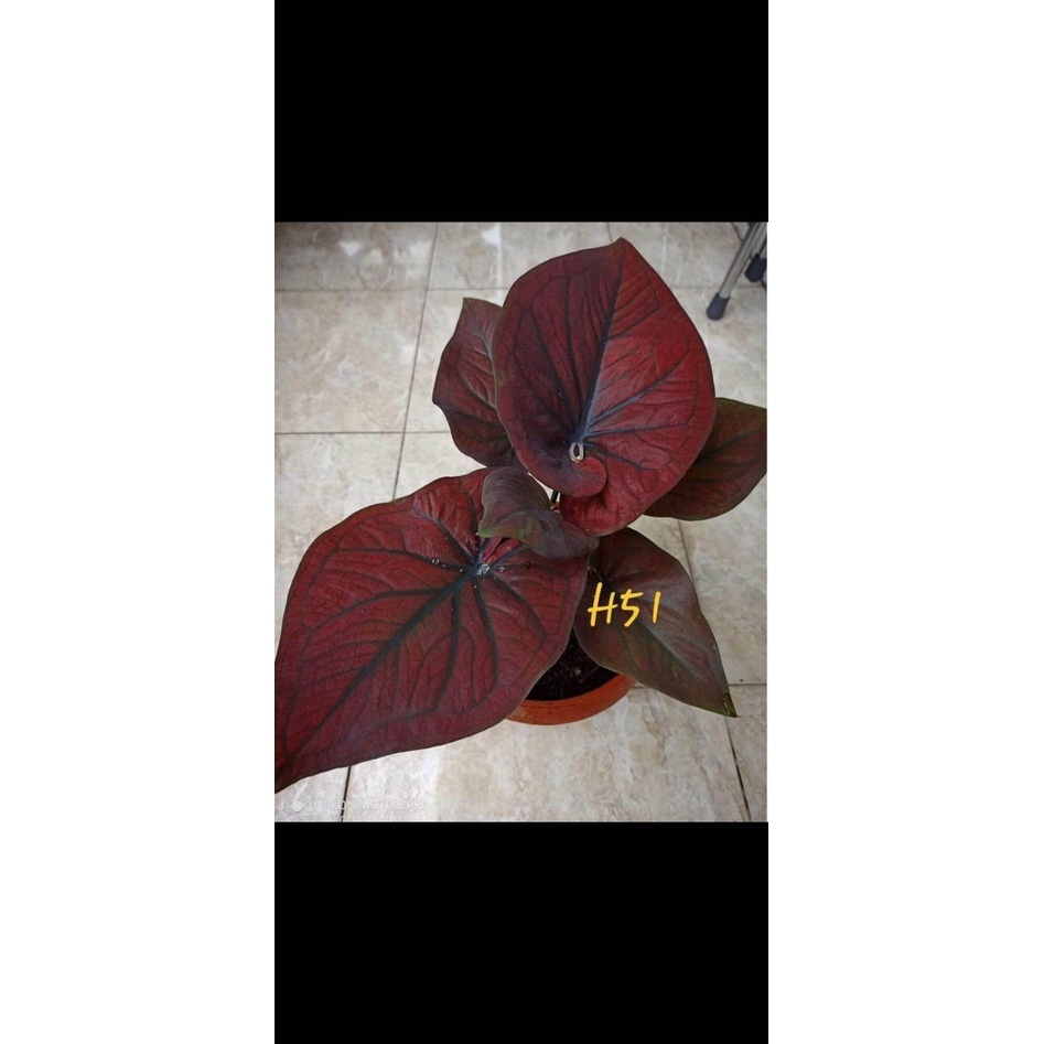 Umbi Caladium black coper H51 / keladi hias hybrid import thailand