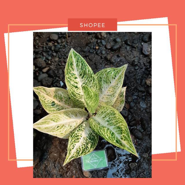 AGLAONEMA / AGLONEMA LEGACY WHITE SUPER