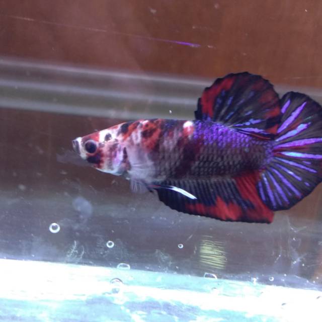 

Cupang Koi emerald
