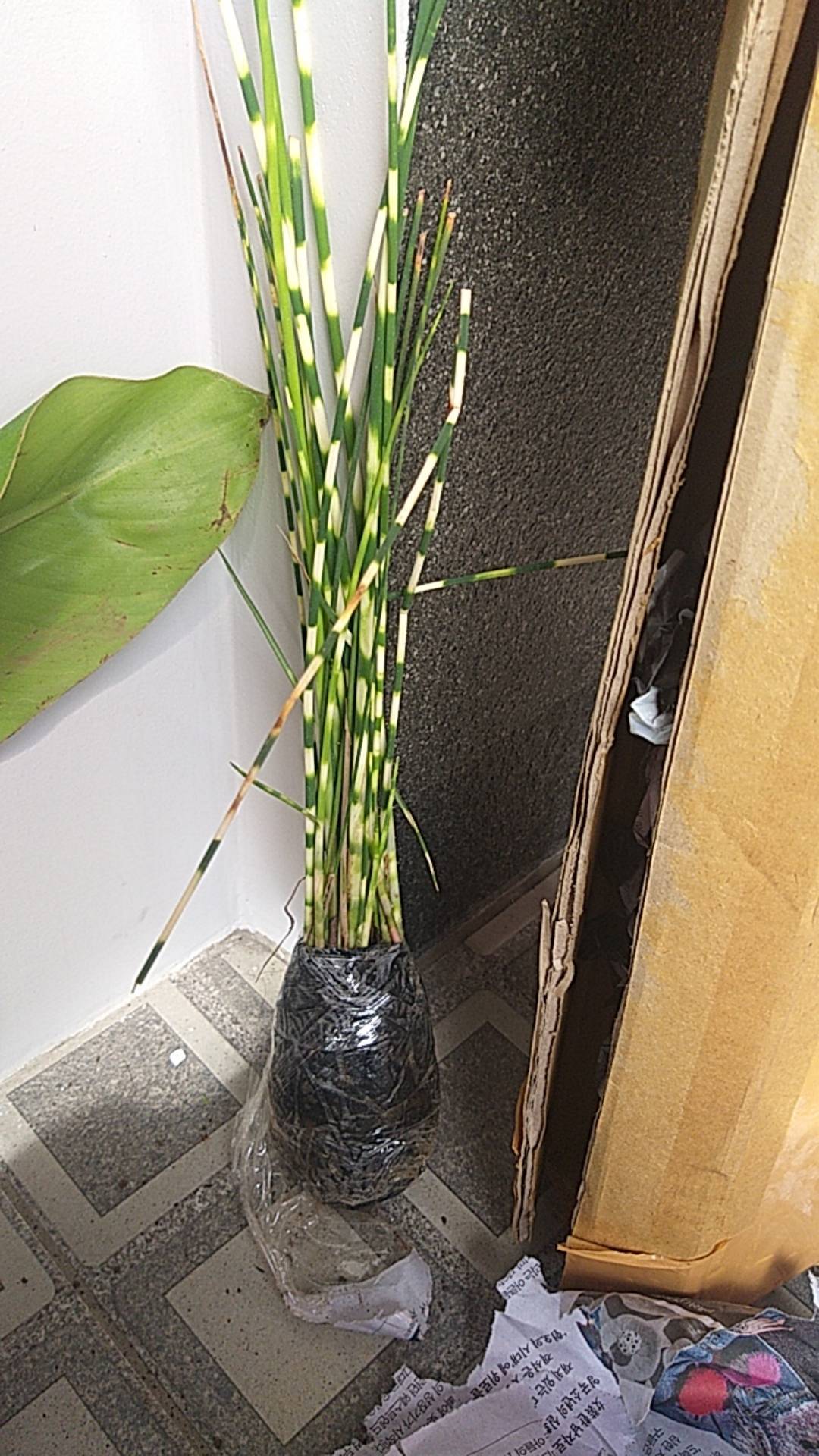 Tanaman Hias Bambu Air Variegata