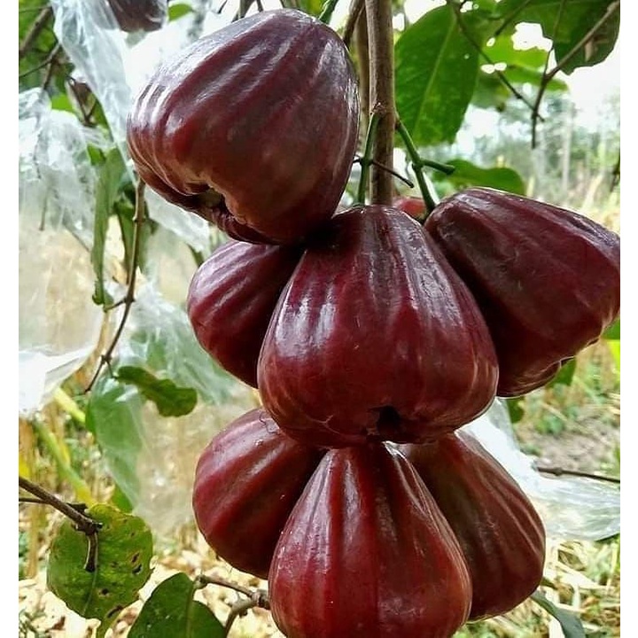 Bibit  Jambu Air Dalhari Super Manis dan Jumbo Okulasi Siap Berbuah (Jaminan Original)