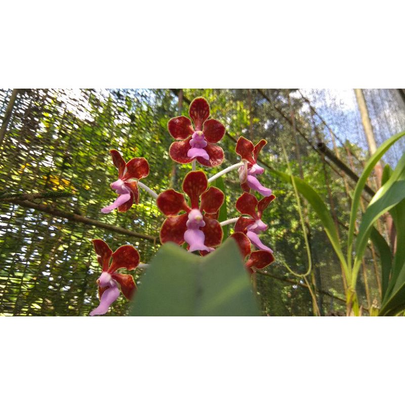 Anggrek Vanda Limbata