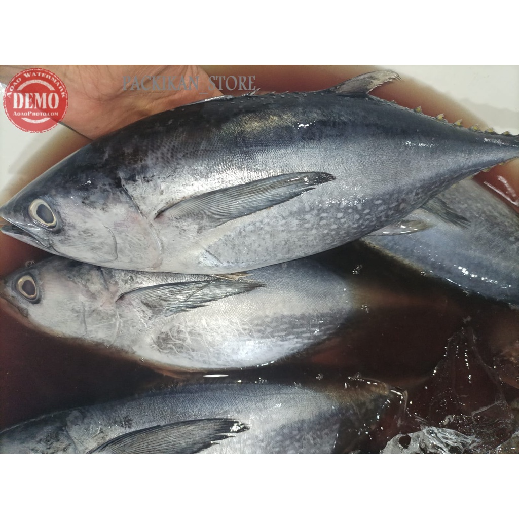 

IKAN TONGKOL ABU-ABU 1-2 EKOR SEGAR DAN BER KUALITAS