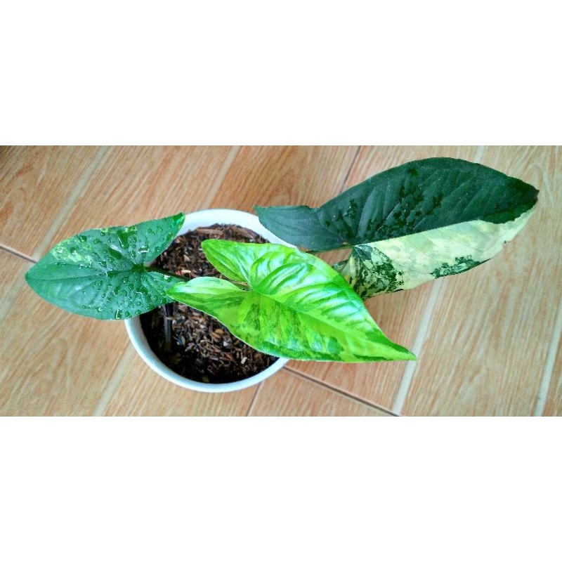 Syngonium yellow variegated ( variegata kuning ) - real pic