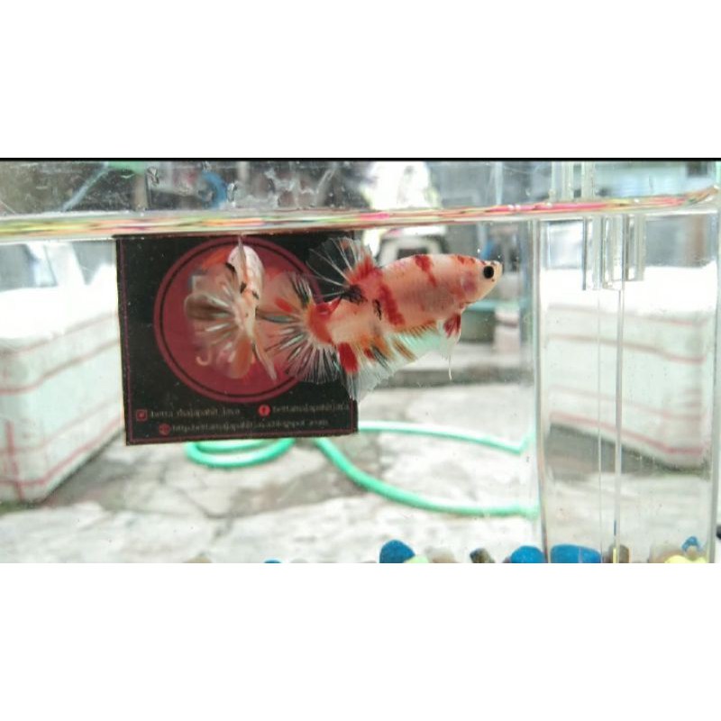 

cupang Redkoi