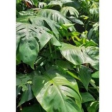 

DAUN EKOR NAGA SEGAR DAUN EKOR NAGA SEGAR 1 KG