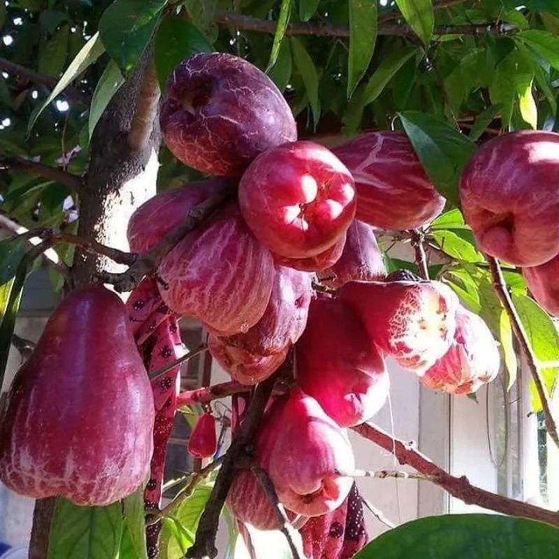 bibit jambu jamaika