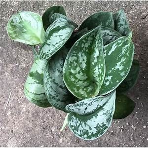 Tanaman Hias Scindapsus Exotica