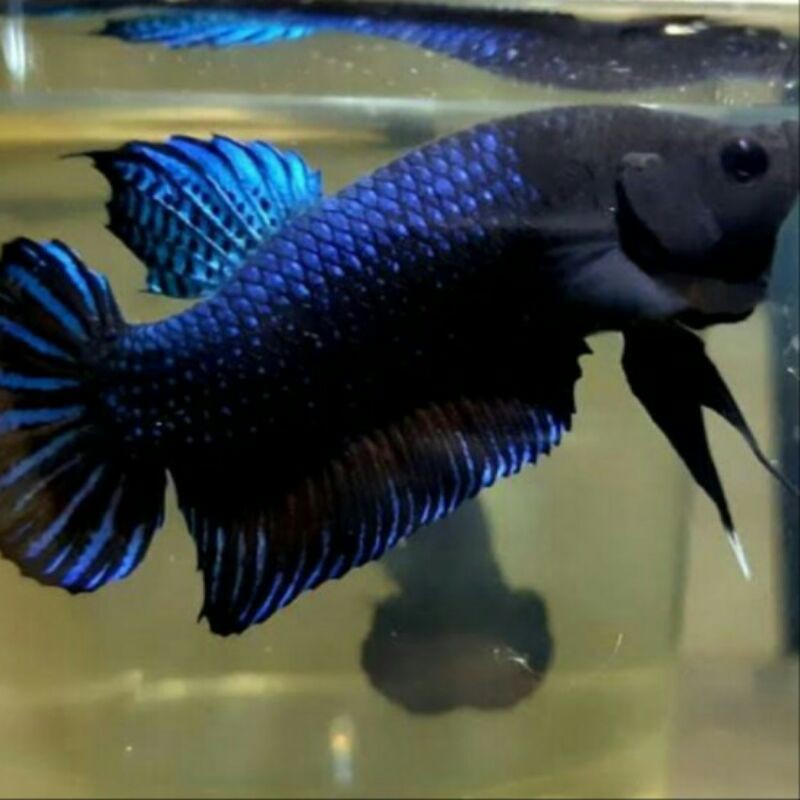 Ikan cupang aduan mds cocok buat hiasan / bahan kontes