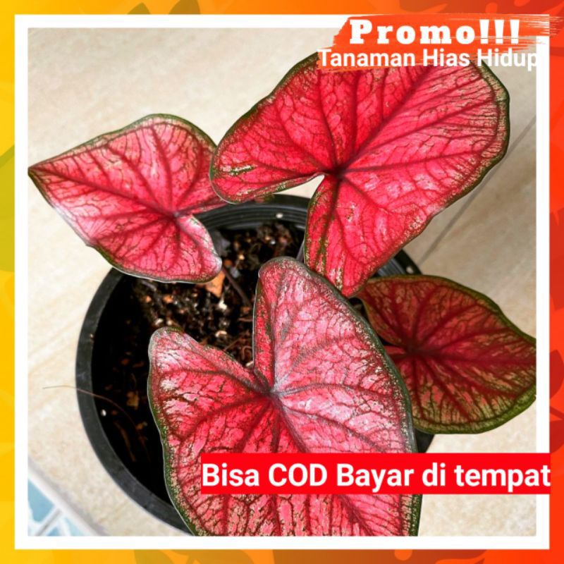 KELADI HIAS RED JAGUAR (BUNGA CALADIUM) TANAMAN HIAS KELADI IMPORT