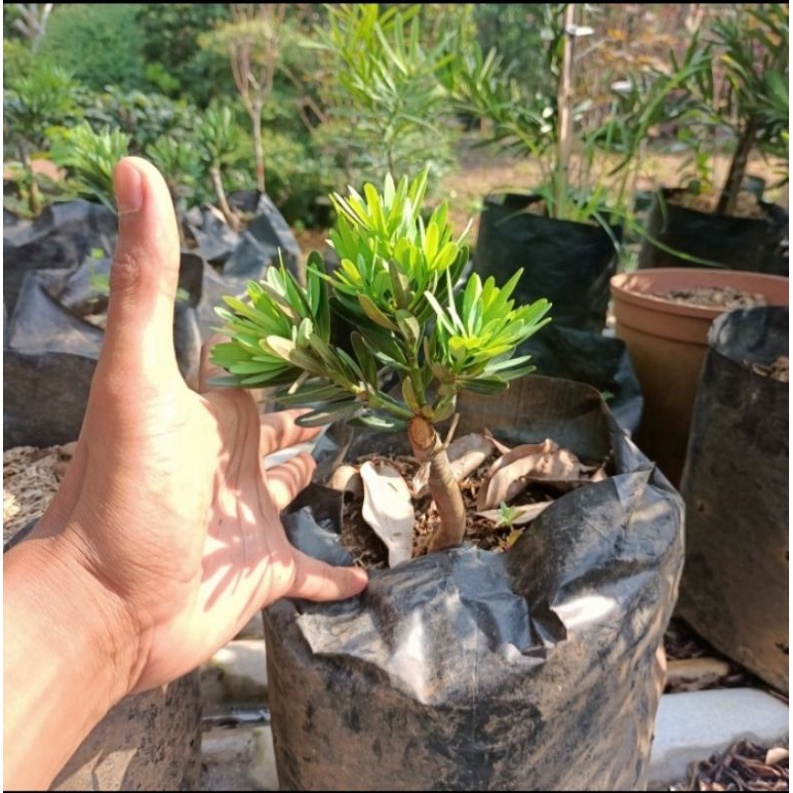 bibit bonsai lohansung blue cincuan