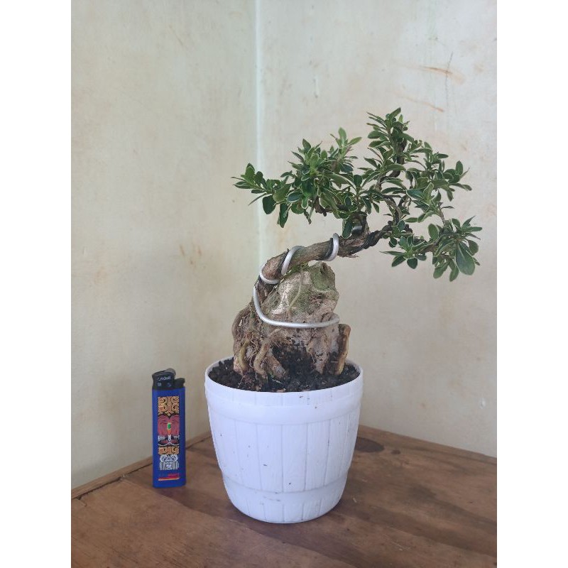 bonsai mame mirten on the rock