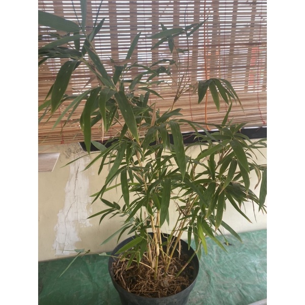 tanaman hias bambu kuning - bibit pohon bambu kuning jepang - bambu kuning panda super - bambu jepan