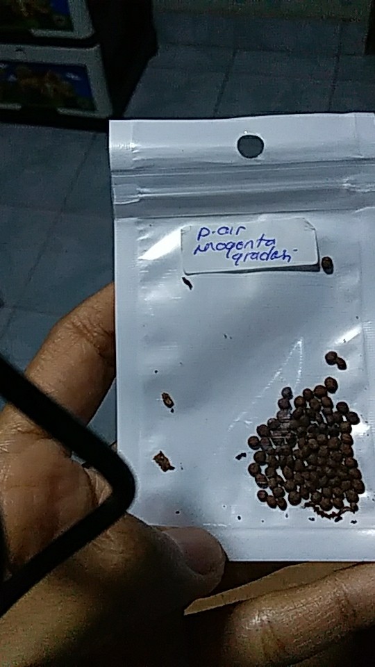 Pacar Air Magenta Gradasi Putih