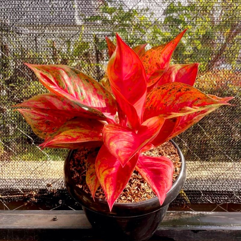 Aglaonema tiara / Aglonema tiara florist nursery/ Aglonema tiara (Tanaman hias aglaonema tiara - tan
