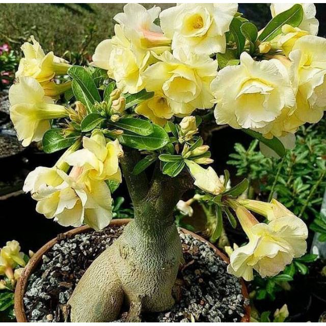 bibit tanaman adenium bunga kuning bonggol besar bahan bonsai kamboja jepang