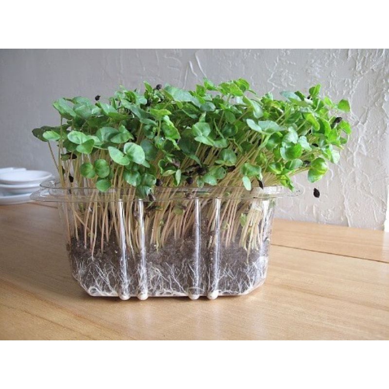 Benih Microgreen Sprout Benih Bibit Microgreen Alfalfa Red Cabbage Broccoli Buckweat