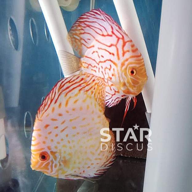 Discus Pair (pasangan) White Pigeon 4 inch up & Pigeon Checkerboard 4 inch (-)