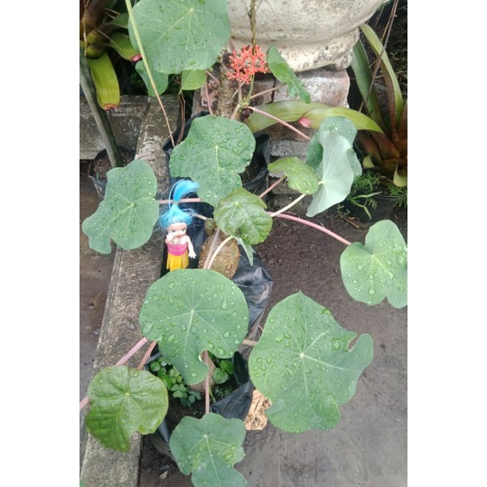 jarak bali/gajah/botol