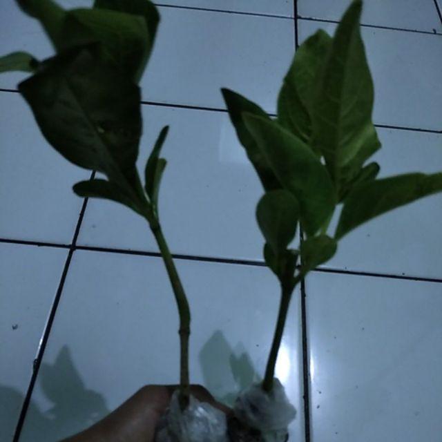 Tanaman Hias Bunga Melati Jepang