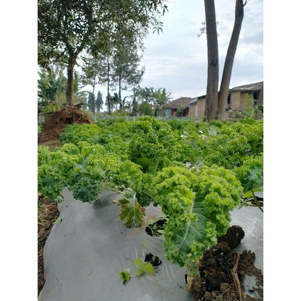 

PROMO kale curly 200gr