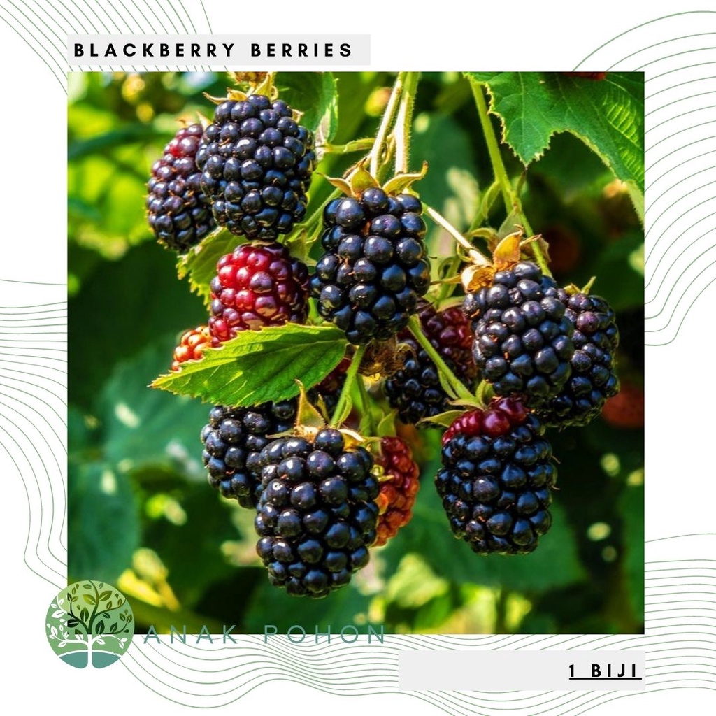 Benih Bibit Biji - Buah Blackberry Berries Fruit Seeds - IMPORT