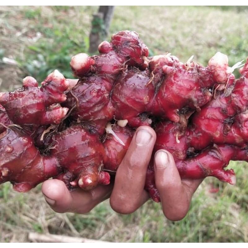 Jahe Merah organik 1 kilo