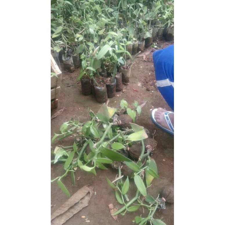 8O 22 BIBIT TANAMAN VANILI PLANI UNGGULAN KW ASLI