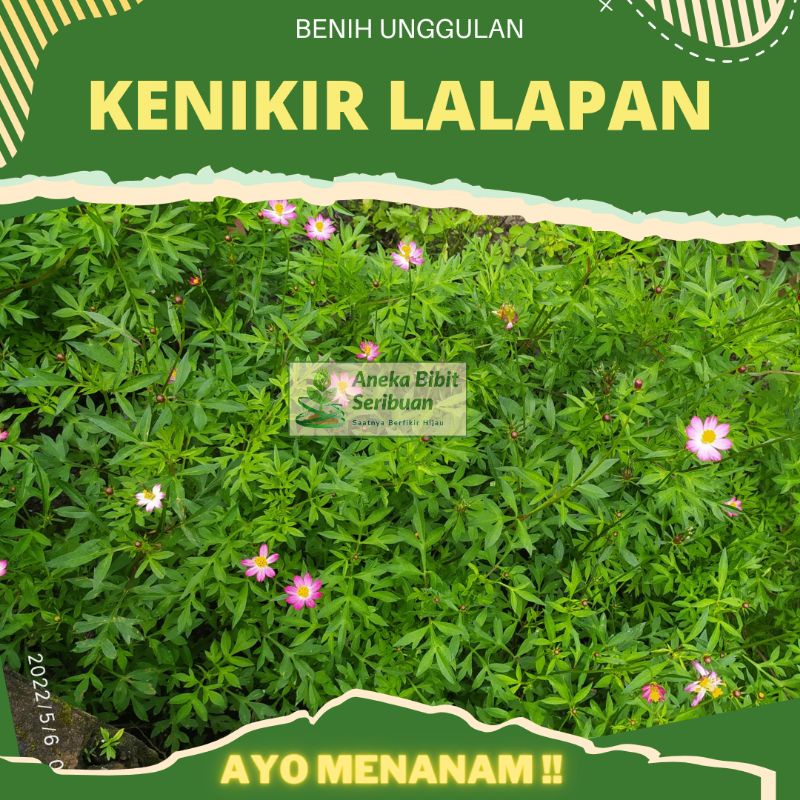 ±5000 biji - benih kenikir sayur lalap untuk urap-urap, Sayuran kaya manfaat