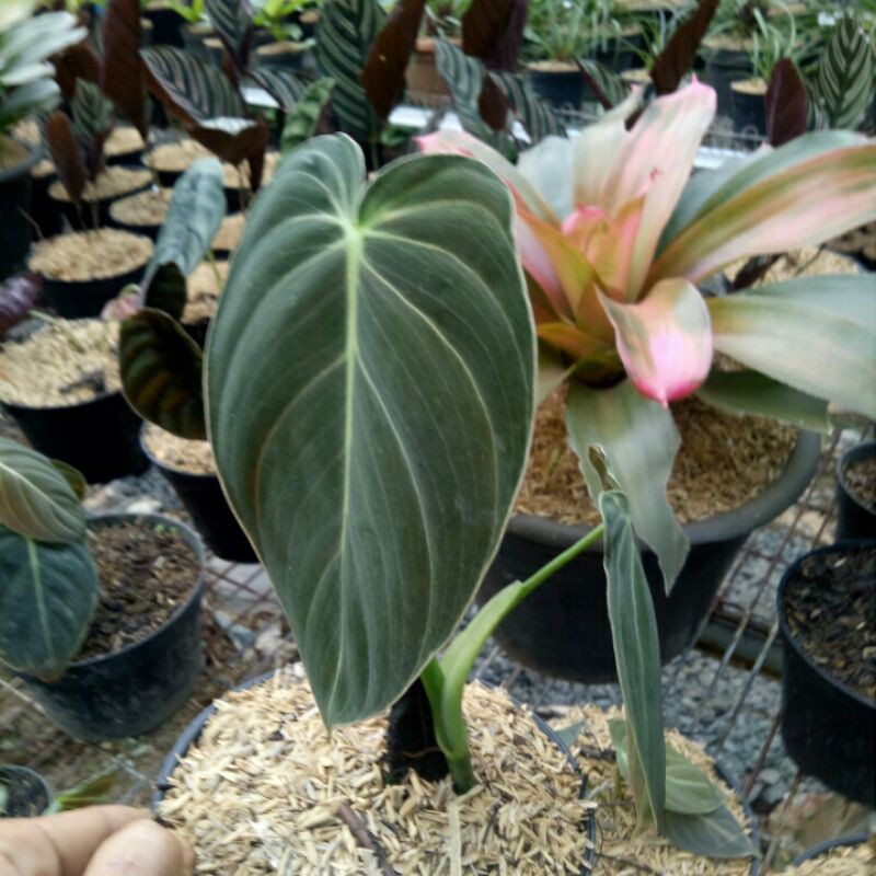 tanaman hias philo milano