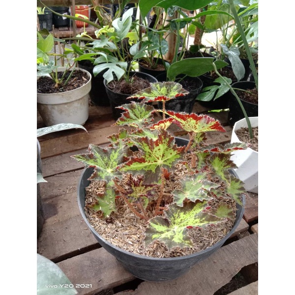 Tanaman Hias Bunga Begonia Green Star / Bintang Hijau Bunga cantik cocok untuk Dekorasi indoor