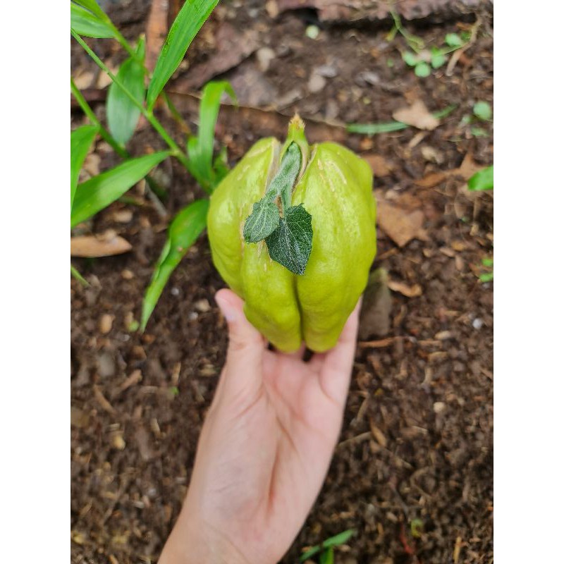 Bibit Tanaman Labu Siam/jipang