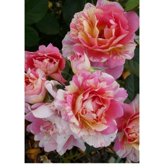 MAWAR IMPORT JULIE ANDREWS