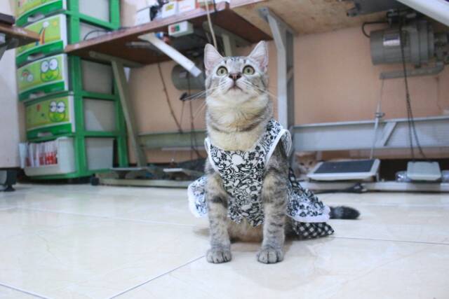 Dress batik hitam variasi kotak-kotak lucu untuk kucing dan anjing size S M L XL