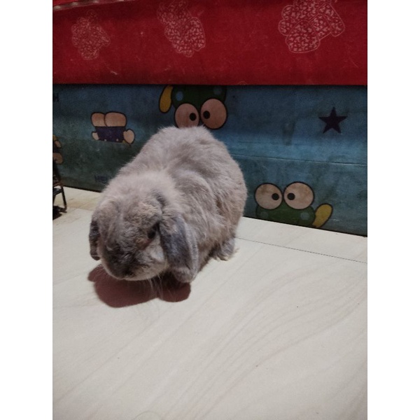 Kelinci Holland Lop Betina Free jantan