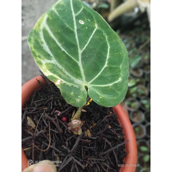 bonggol kuping gajah dorayaki var