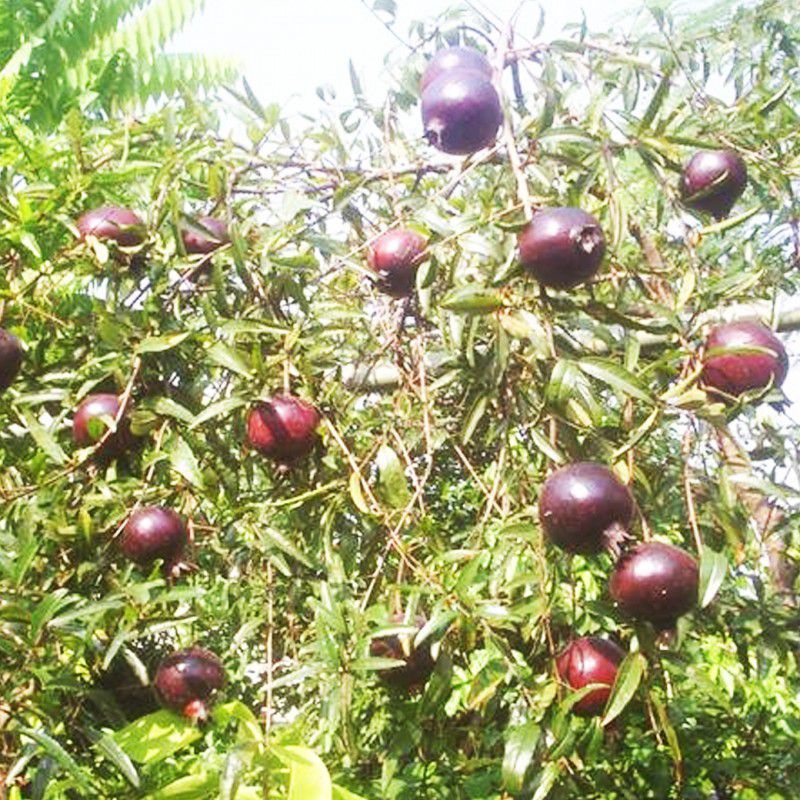 

Buah Delima Hitam/Delima ungu/Delima wulung per buah