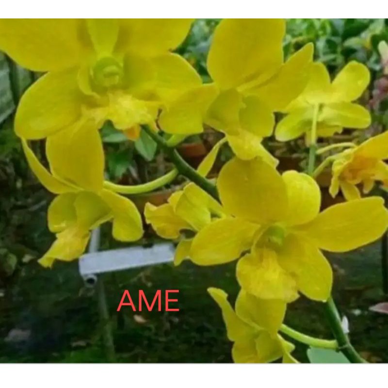 dendrobium kuning besar