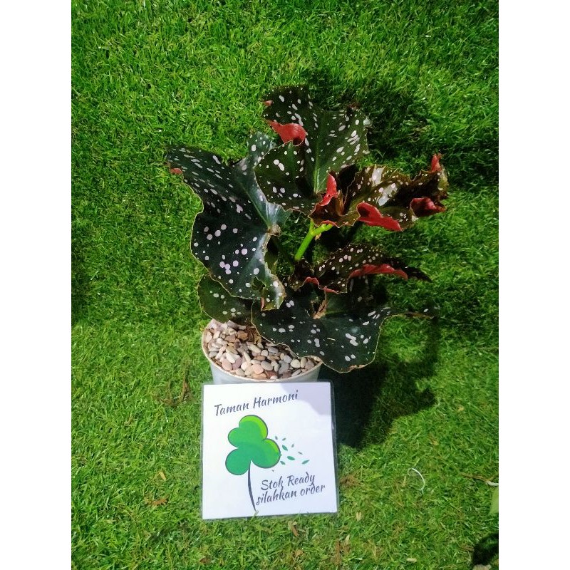 Tanaman Hias Begonia Polkadot Moca + Pot + Batu Pancawarna