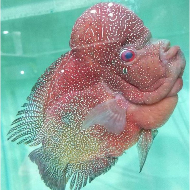 Ikan Lohan/Louhan Cencu X SRD ukuran 4-7 cm